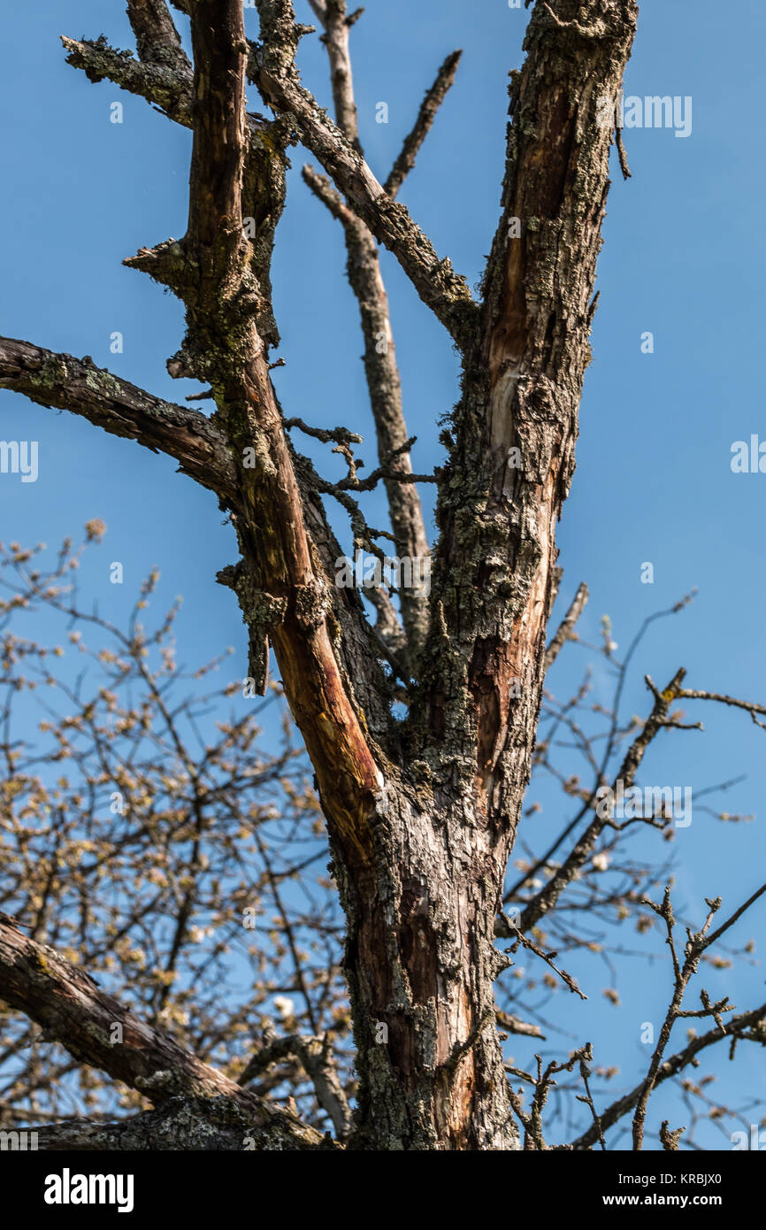 Old dead tree without leaves on the field Stock Photo Alamy