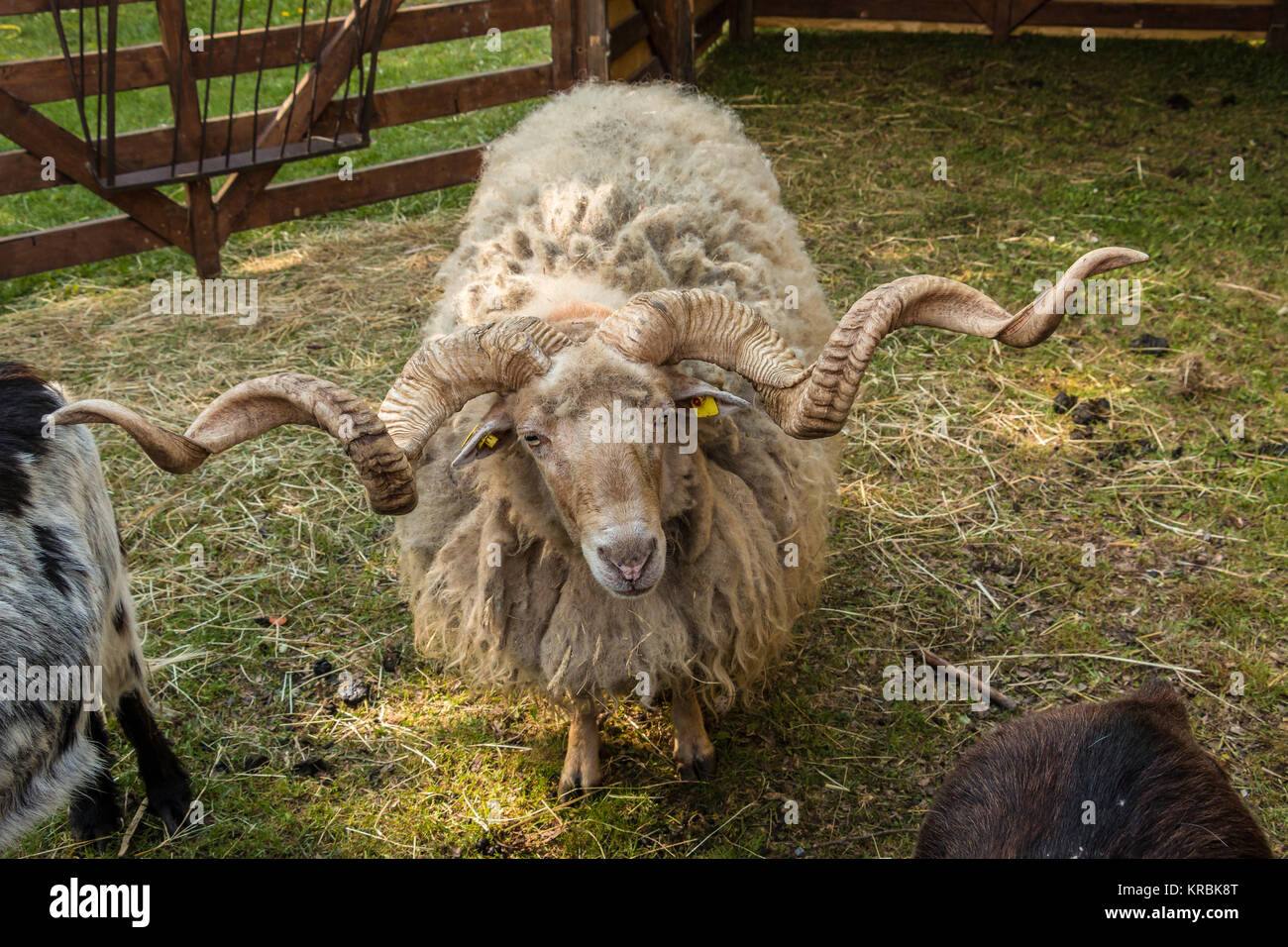 Shaggy racka sheep with big twisted horns Stock Photo