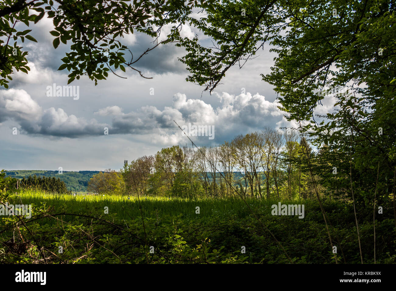 Landscape view out of the forest with green fields Stock Photo