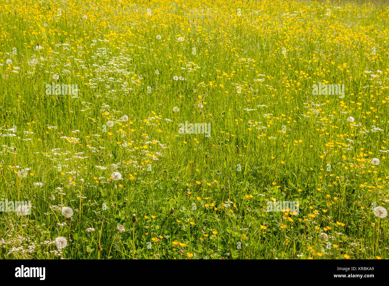 Green meadows with green grass and colorful flowers Stock Photo - Alamy