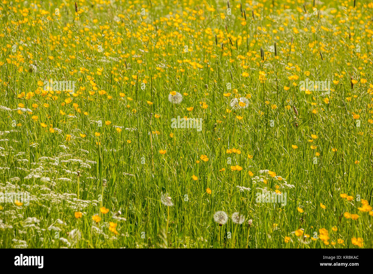 Green meadows with green grass and colorful flowers Stock Photo - Alamy