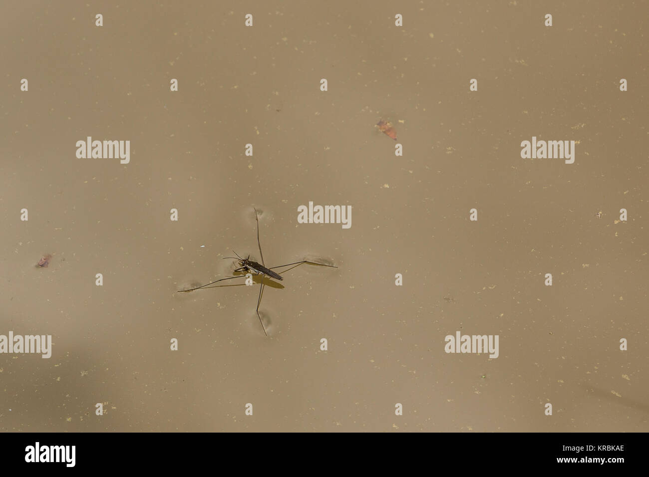 Strider hi-res stock photography and images - Alamy