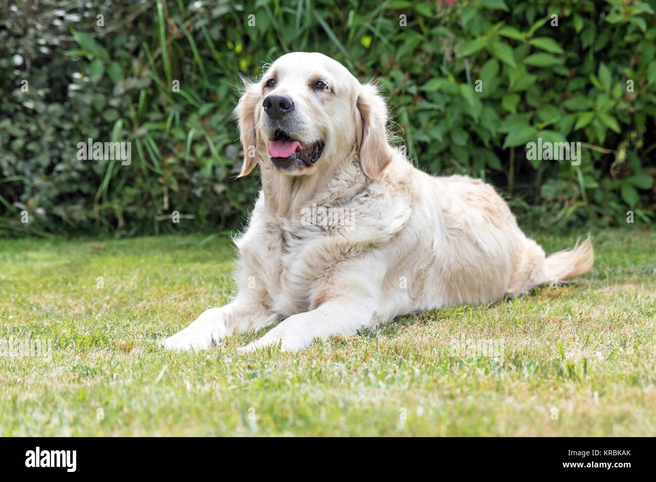 Golden Retriever dog is lying on the lawn Stock Photo - Alamy