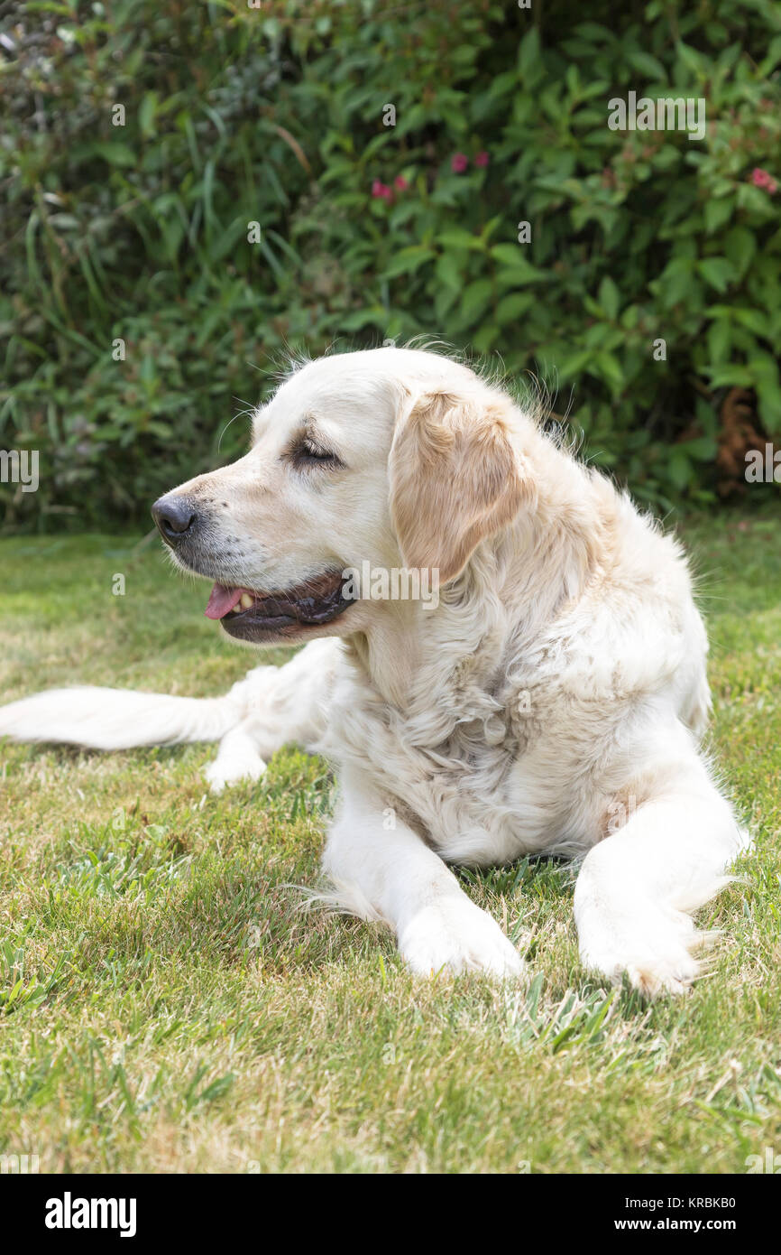 Side view portrait of the Golden Retriever dog Stock Photo - Alamy