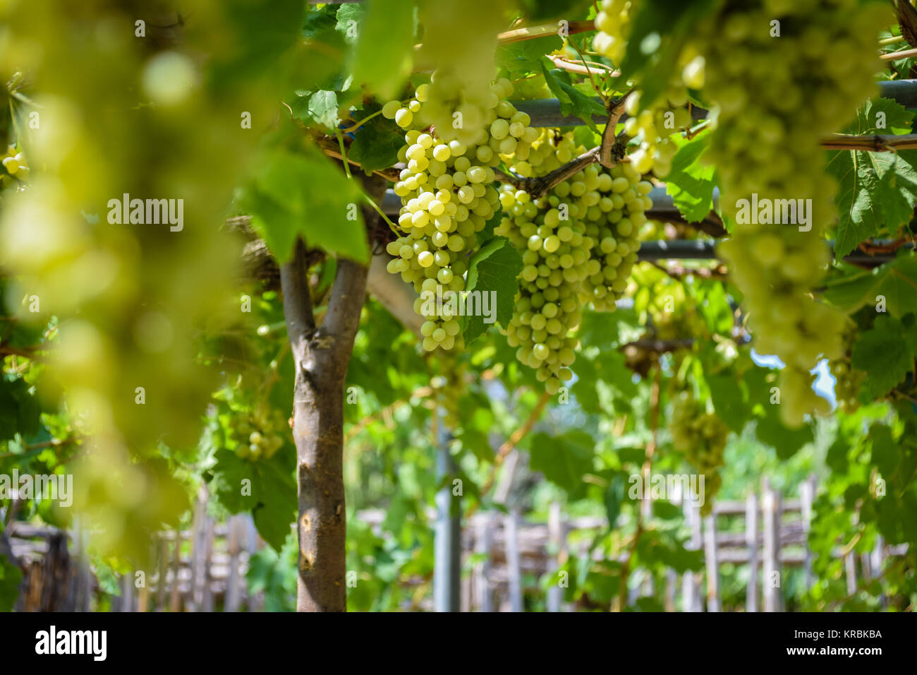 Grapes tree hires stock photography and images Alamy