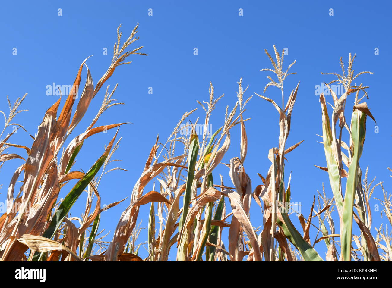 harvest ripe corn Stock Photo