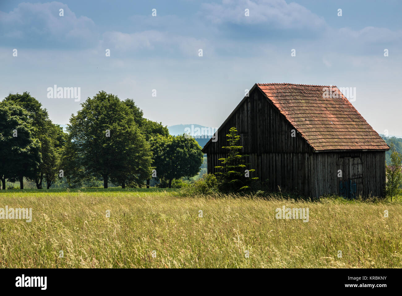 Big fields of high and green grain and trees and an old shack in the background Stock Photo
