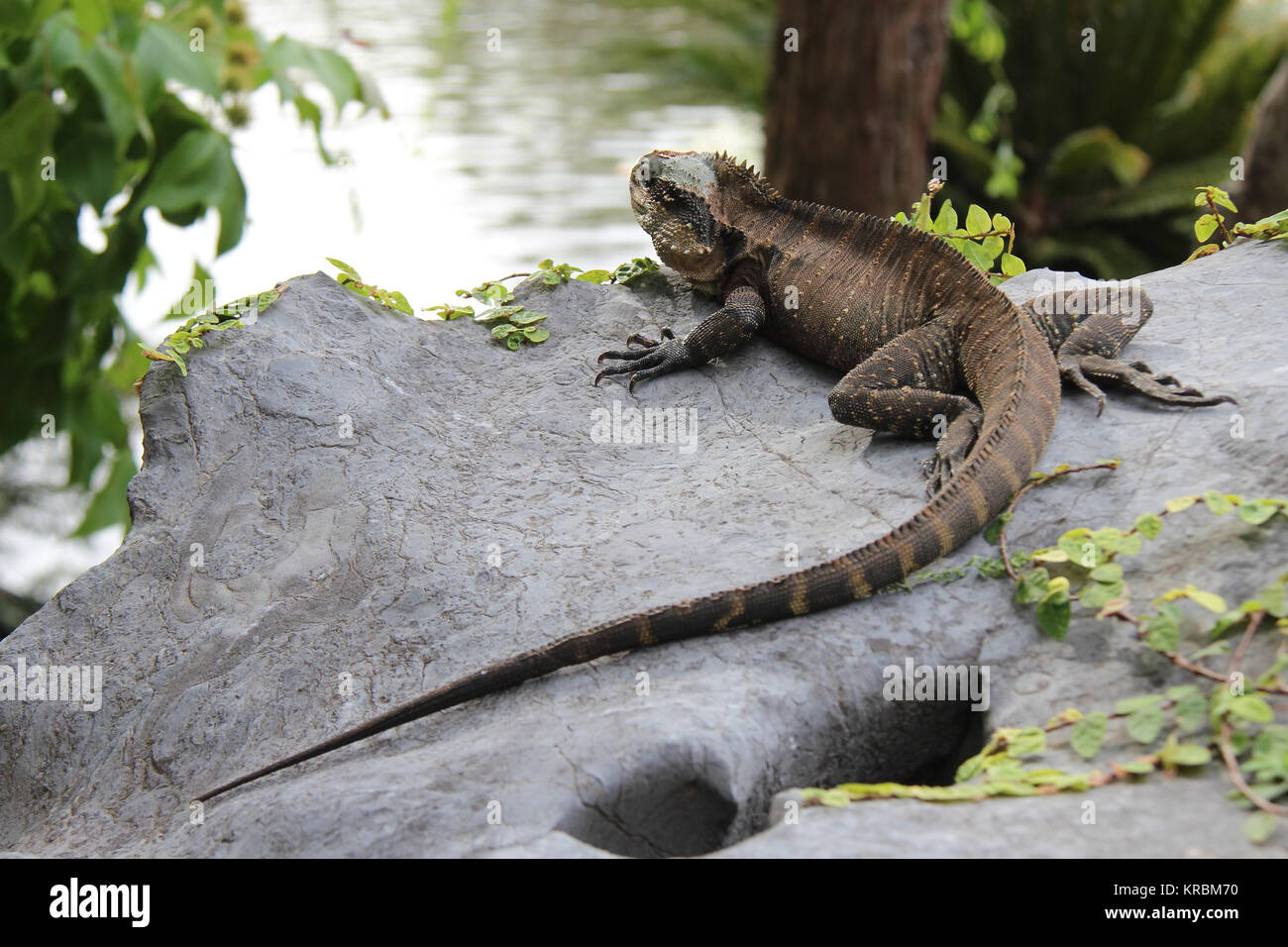 In A Chinese Garden In Sydney Australia Stock Photo 169287748