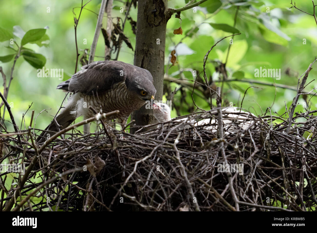 Sparrowhawk / Sperber ( Accipiter nisus ), adult female feeding its freshly hatched offspring, wildlife, Europe. Stock Photo