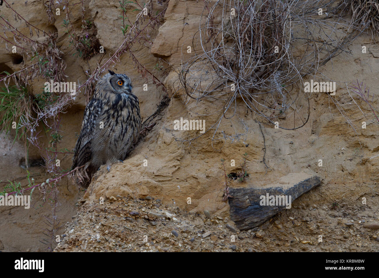 Eurasian Eagle Owl / Europaeischer Uhu ( Bubo bubo ), young bird, resting in the slope of a sand pit, nice side view, typical surrounding, wildlife, E Stock Photo
