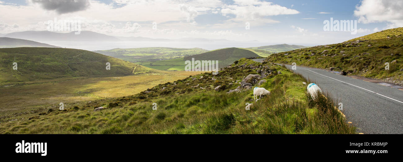 Sheep graze on moorland beside the Conor Pass road above Dingle town in the mountains of Ireland's Dingle Peninsula. Stock Photo