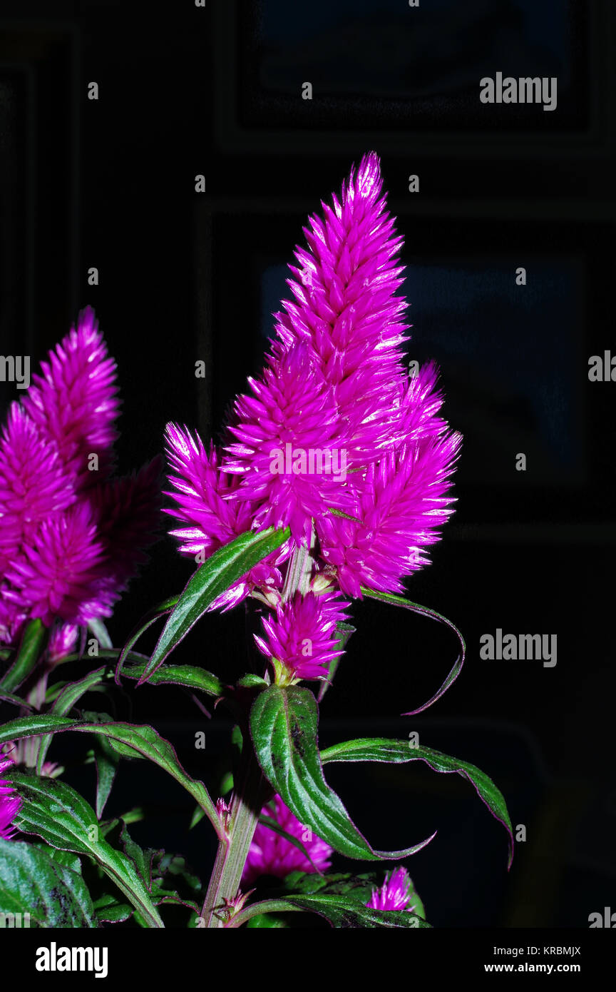 Flowering Celosia High Resolution Stock Photography And Images Alamy Flowering Celosia High Resolution Stock Photography And Images Alamy
