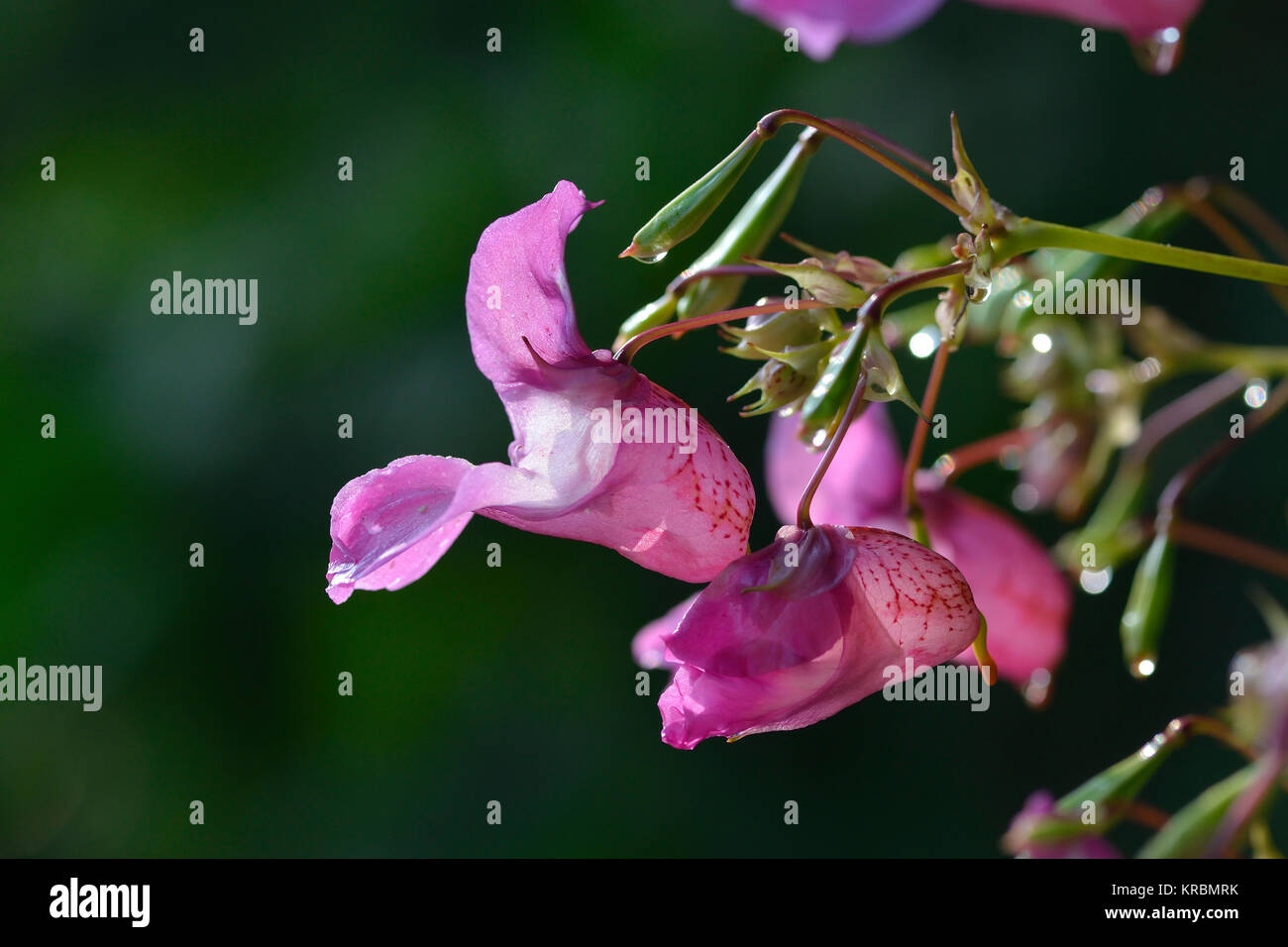 himalayan balsam Stock Photo