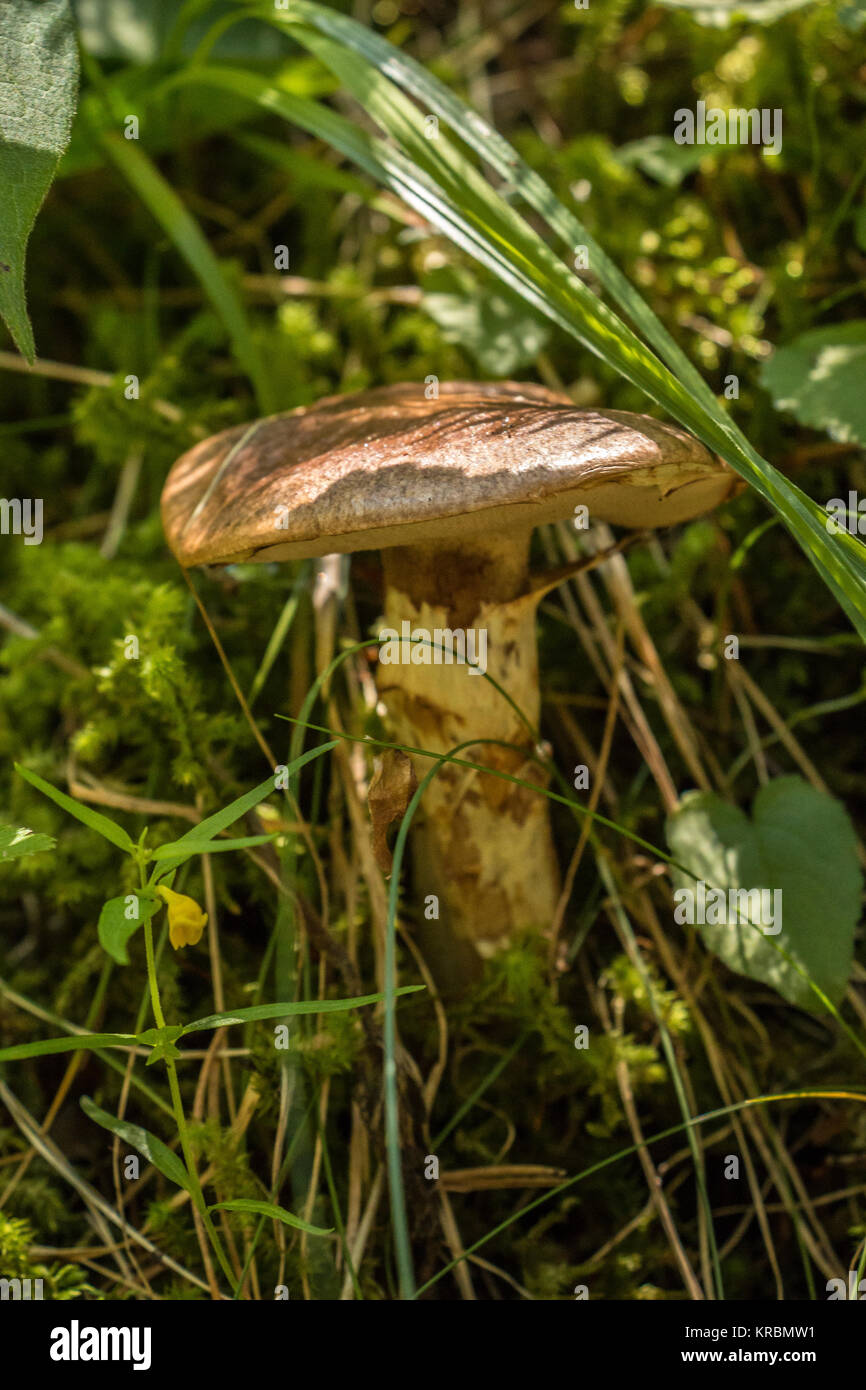Lonely small mushroom on the ground of the forest Stock Photo
