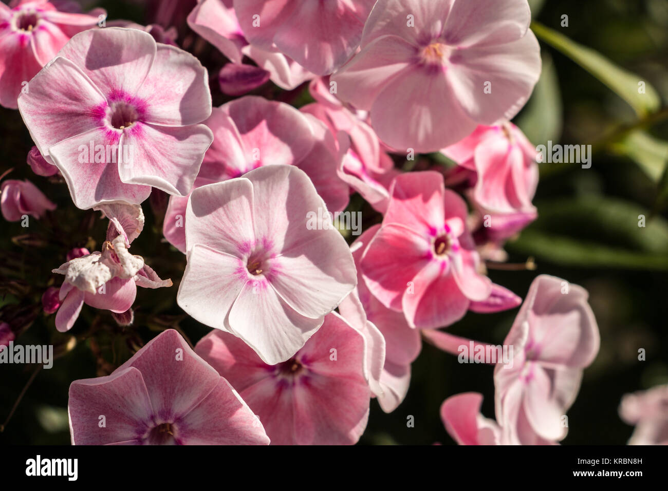 Pink flowers and green leaves hi-res stock photography and images - Alamy