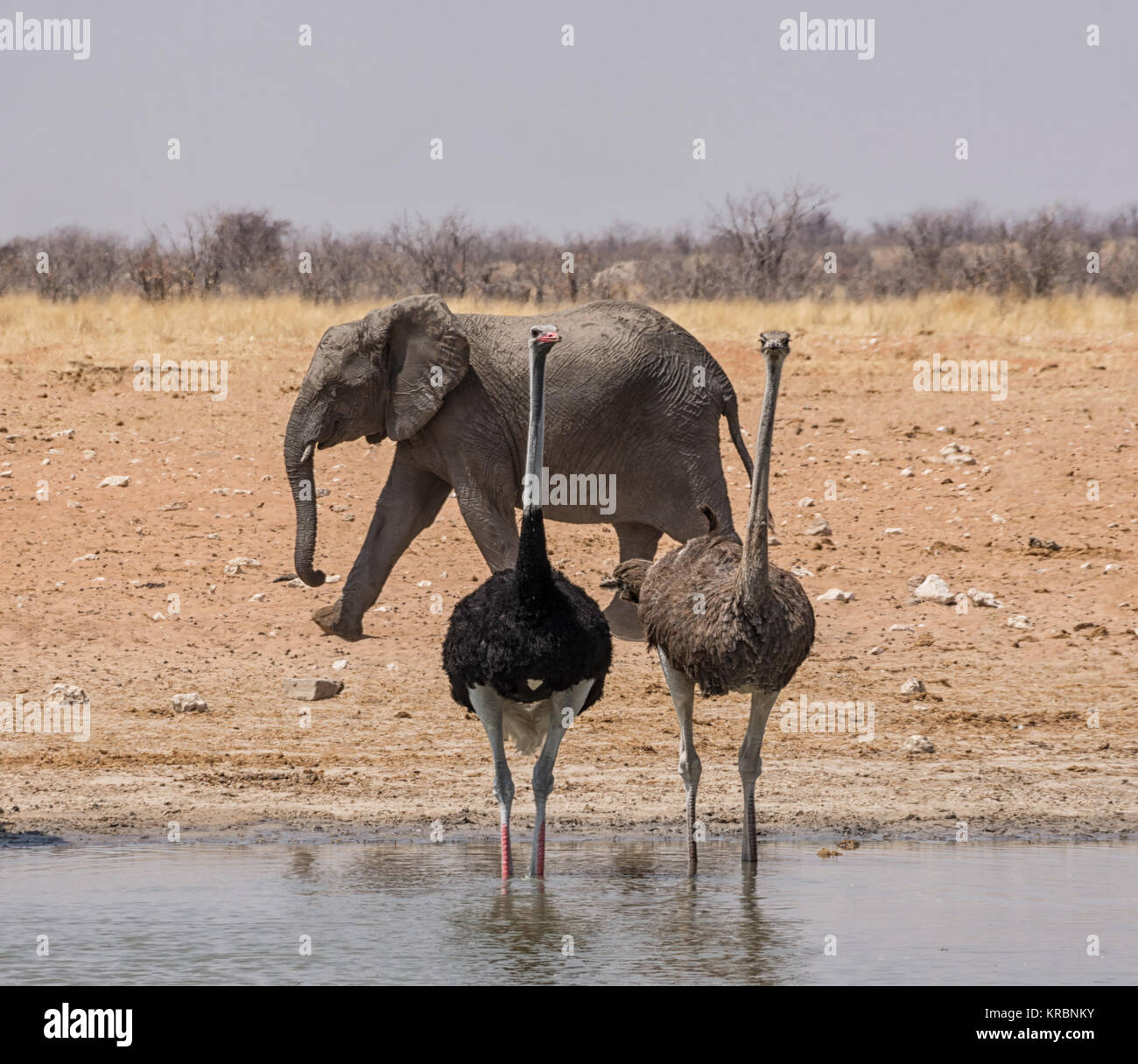 Ostriches and an Elephant at a watering hole in the Namibian savanna ...