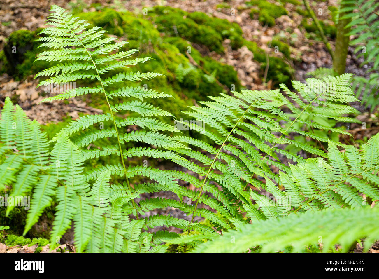 fresh green fern leaves Stock Photo