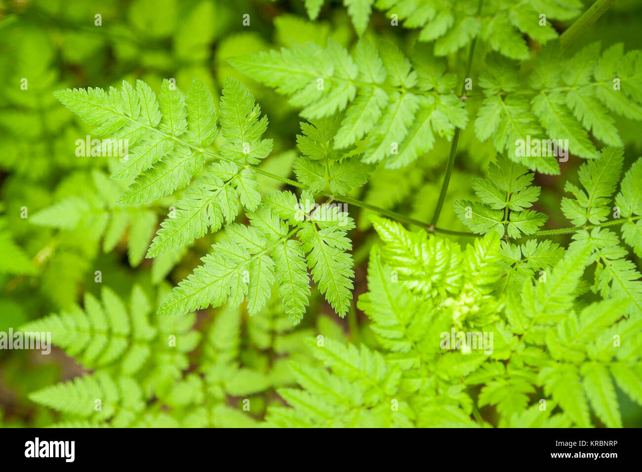green leaves pattern Stock Photo