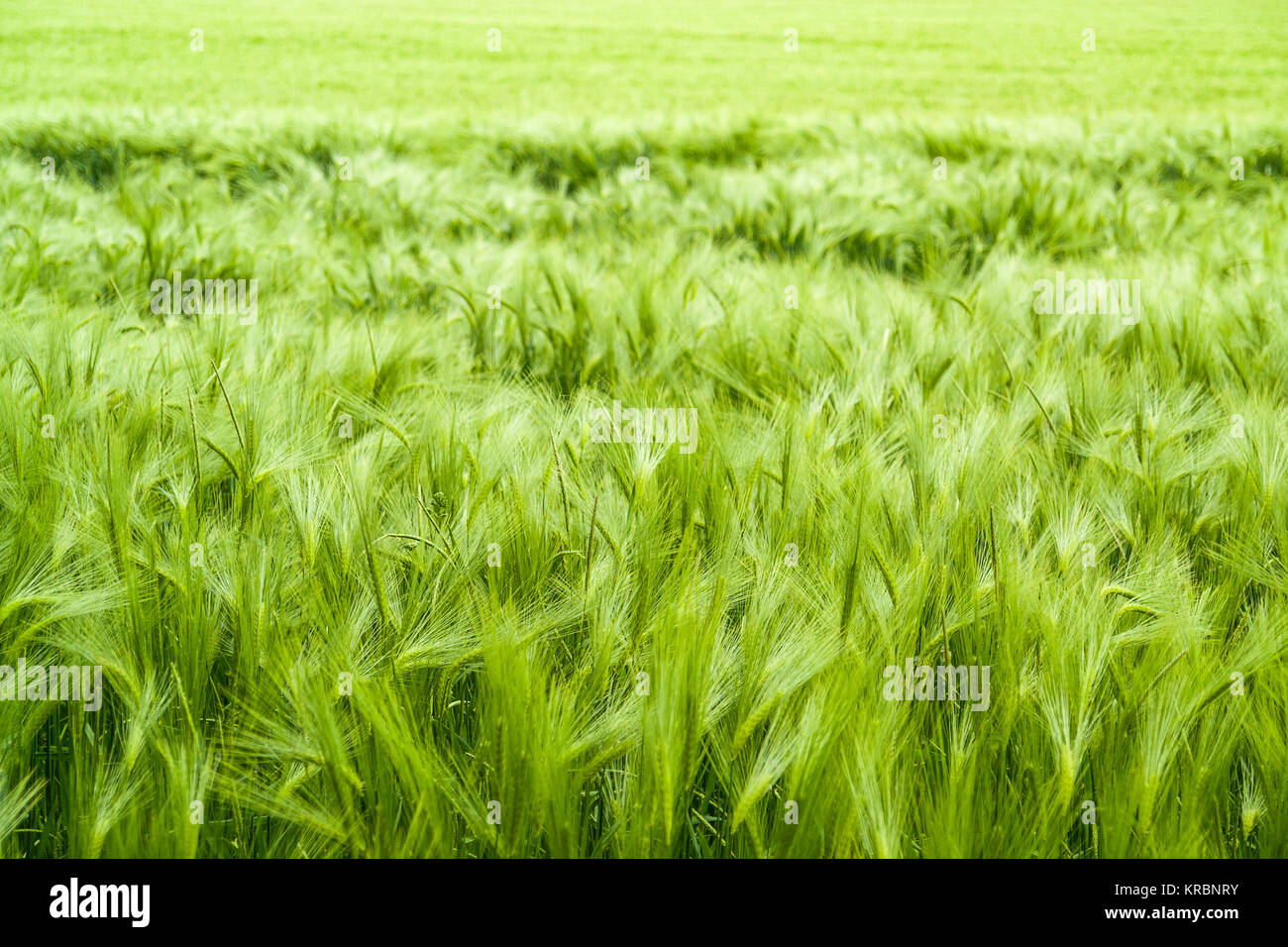 barley field detail Stock Photo