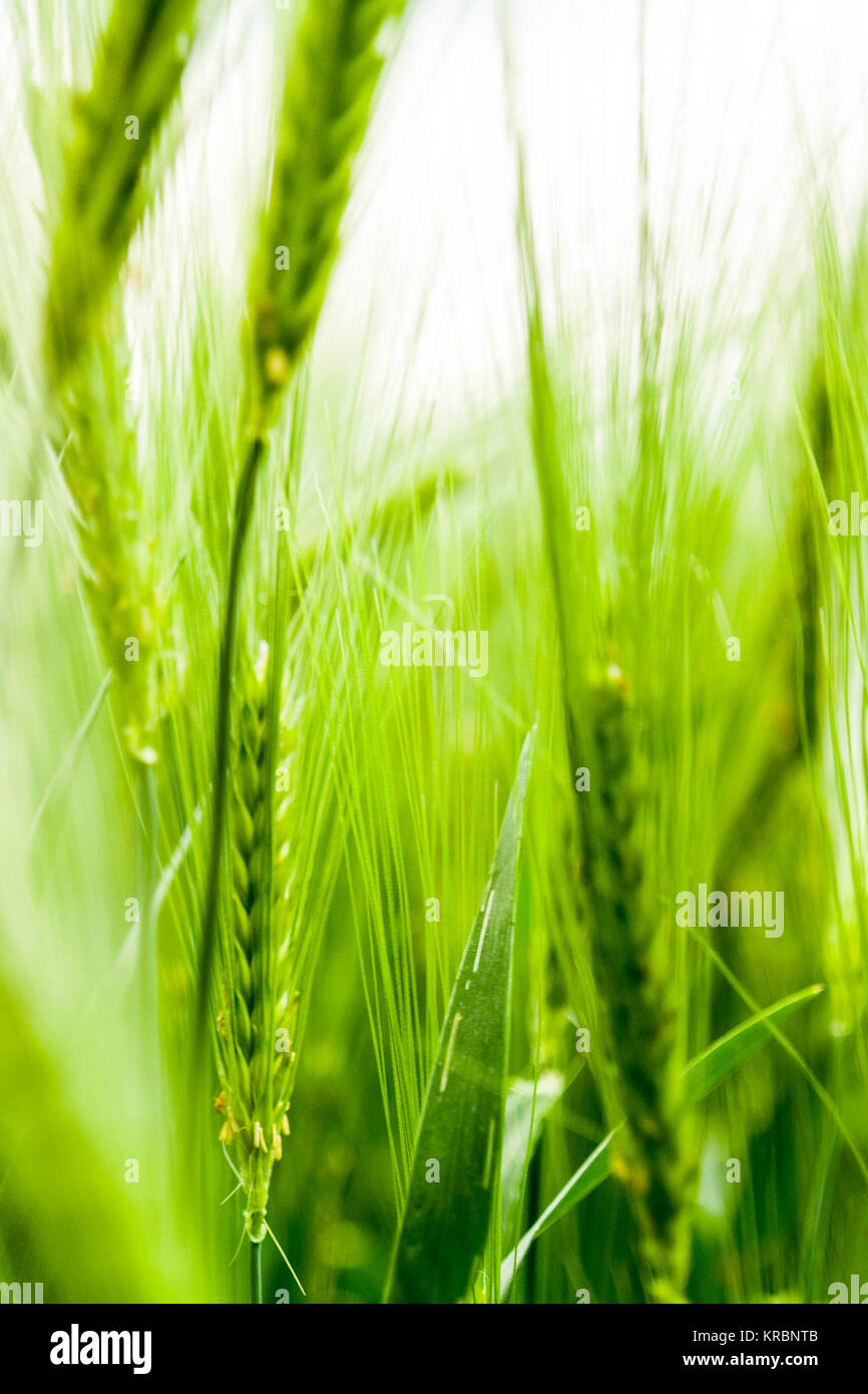 barley field detail Stock Photo