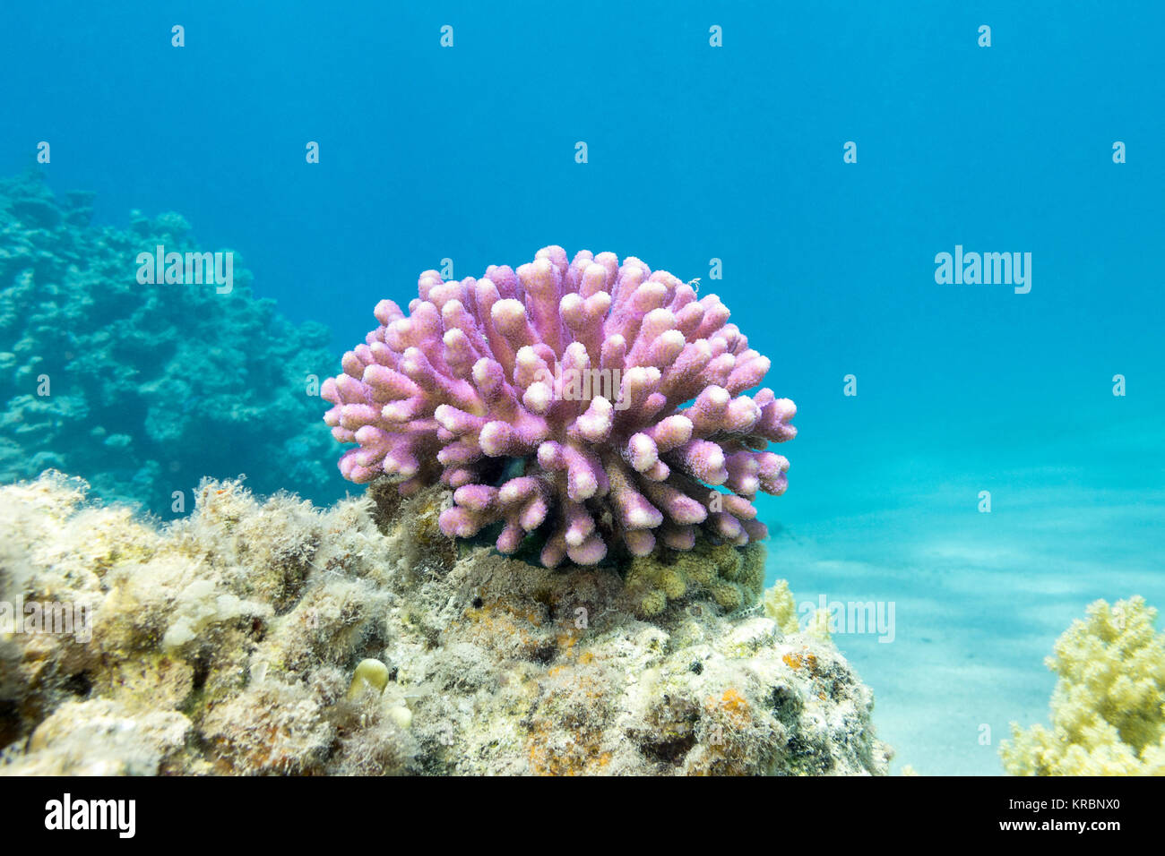 coral reef with pink finger coral in tropical sea, underwater Stock Photo