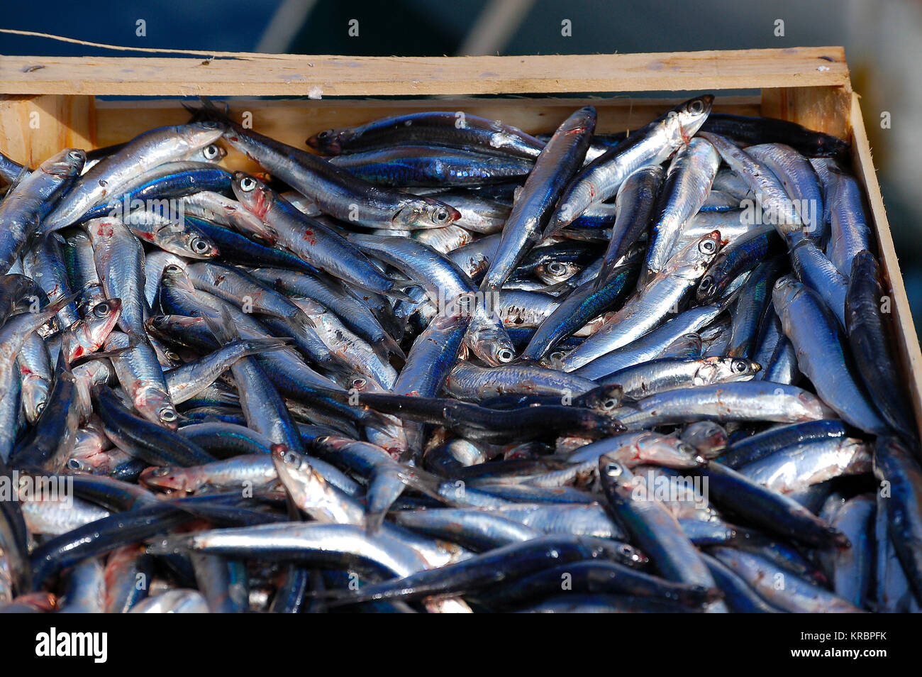 Anchovies for sale on the fish market Stock Photo Alamy