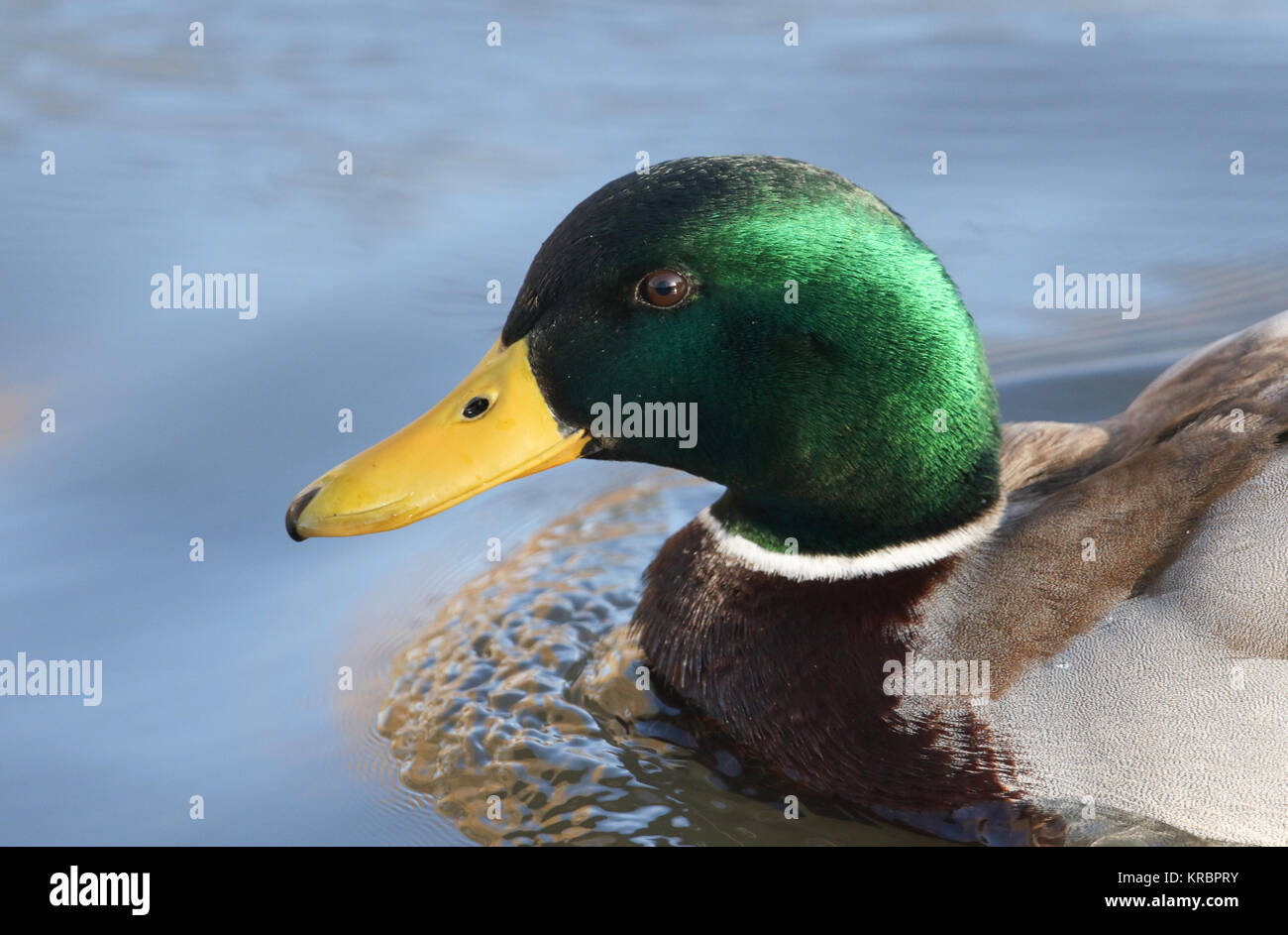 A head shot of  a stunning Mallard Duck (Anas platyrhynchos) swimming in a river. Stock Photo