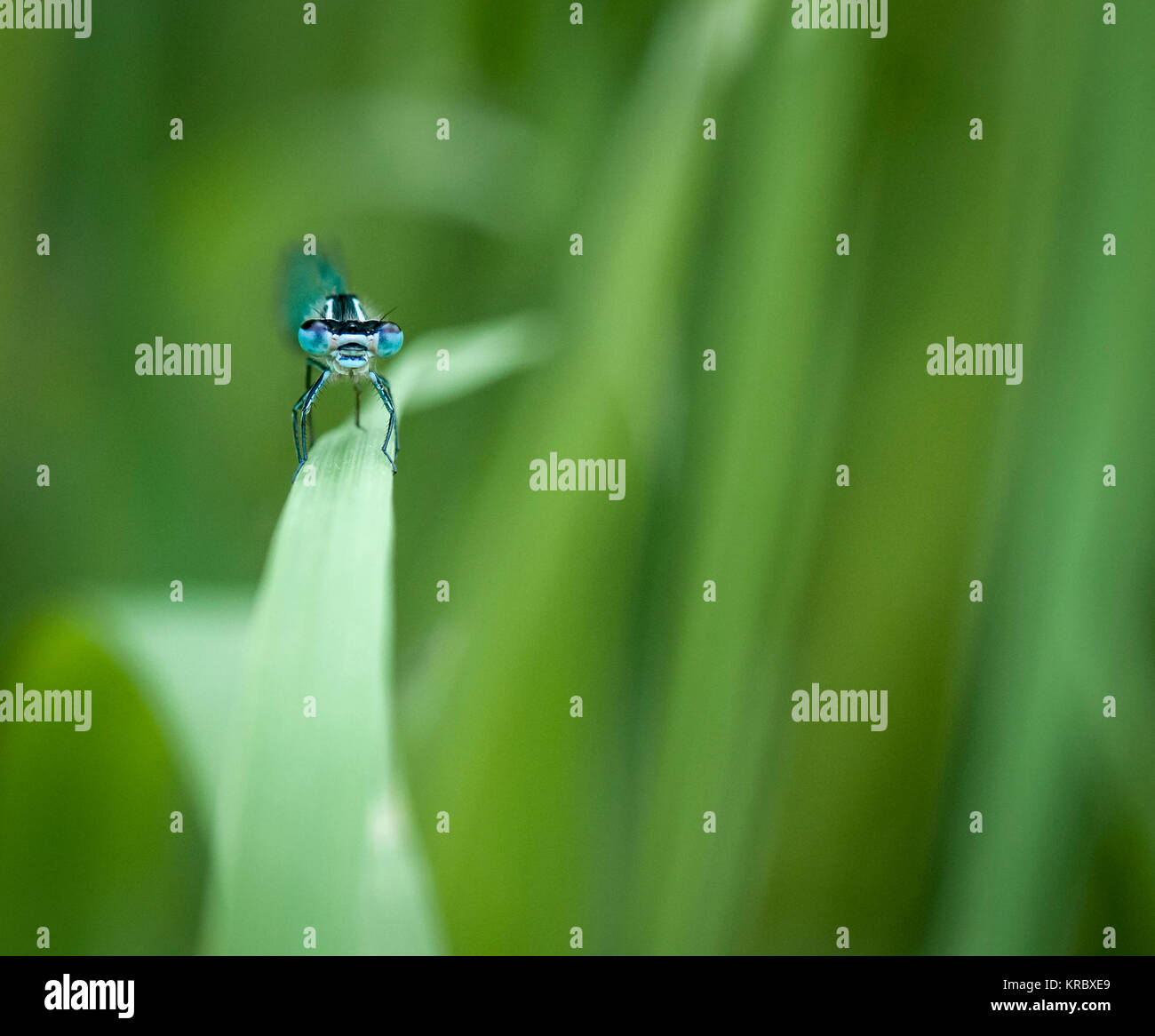 A macro image of a Common Blue Damselfly, Enallagma cyathigerum, looking straight at the camera. May 2015 Stock Photo
