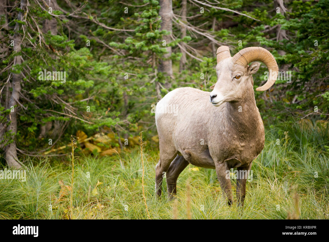 Healthy Male Ram Bighorn Sheep Wild Animal Montana Wildlife Stock Photo ...