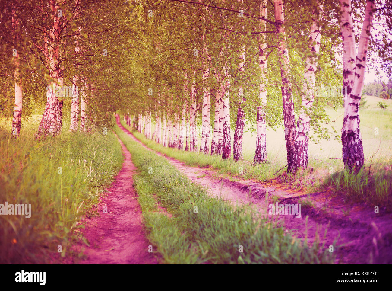 Ultra violet alley of green birches Stock Photo