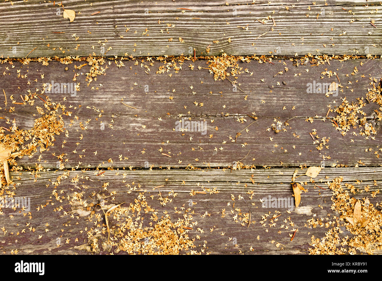 Wet boards on the floor Stock Photo Alamy