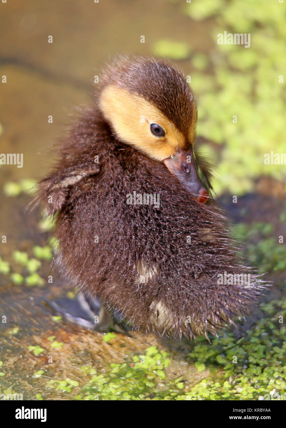 chick the ferruginous duck aythya nyroca Stock Photo