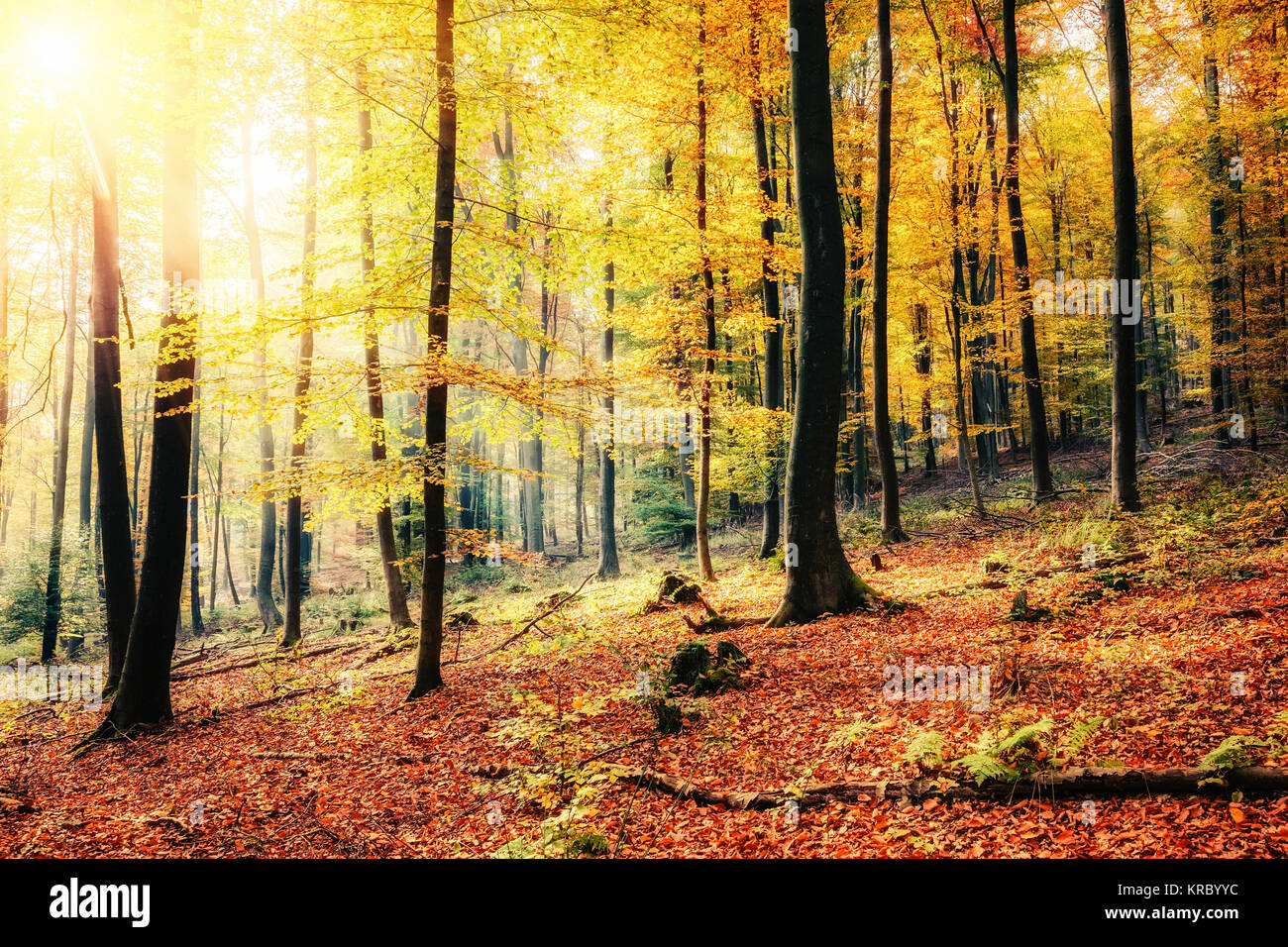 Sunny autumn forest Stock Photo - Alamy