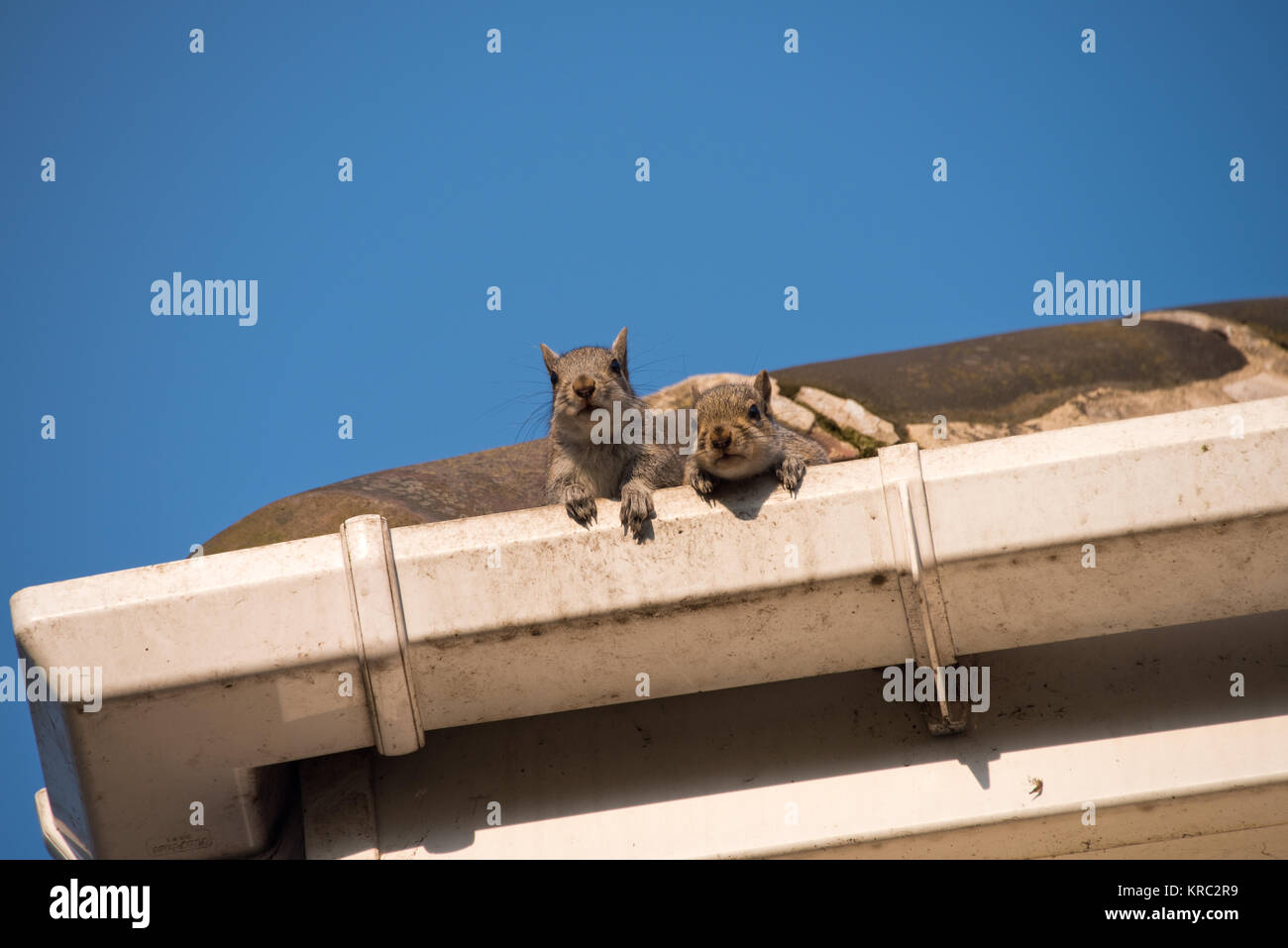 Grey squirrels nest hires stock photography and images Alamy
