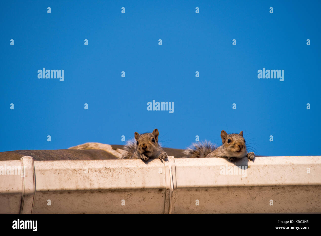 Two young squirrels on the roof peeking over the gutter as they leave