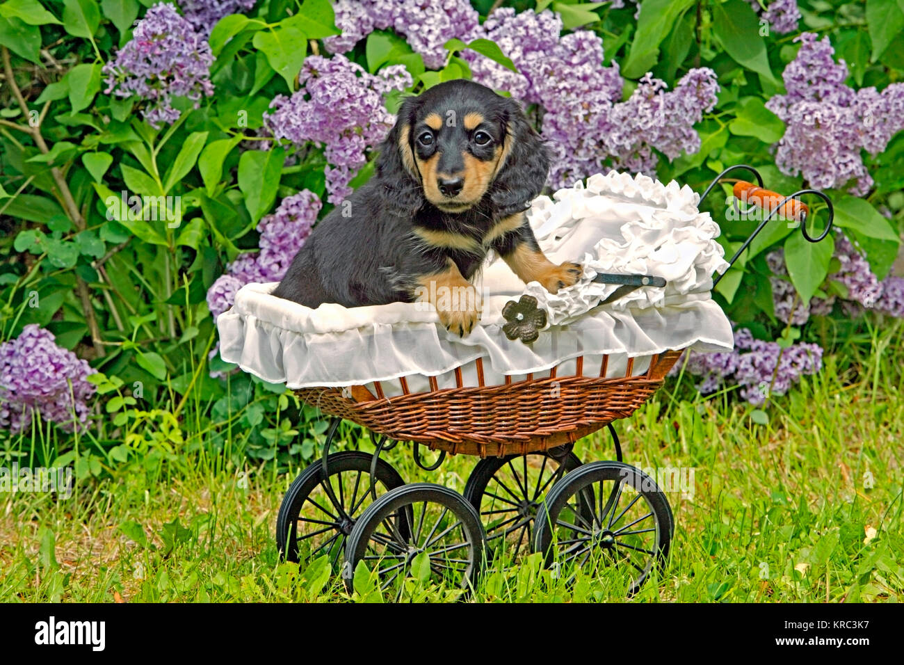 Dachshund puppy 9 weeks old in baby carriage in front of lilac bushes Stock Photo