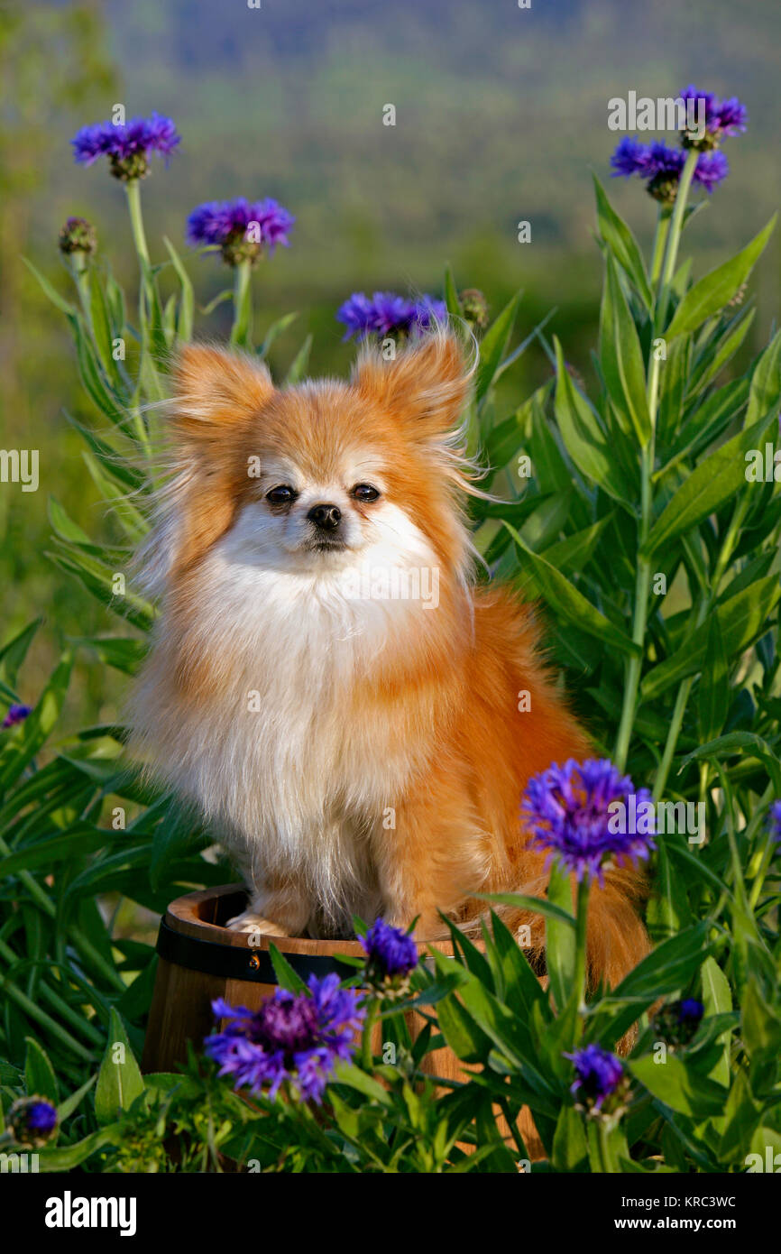 Pomeranian dog sitting on wooden barrel among flowers Stock Photo