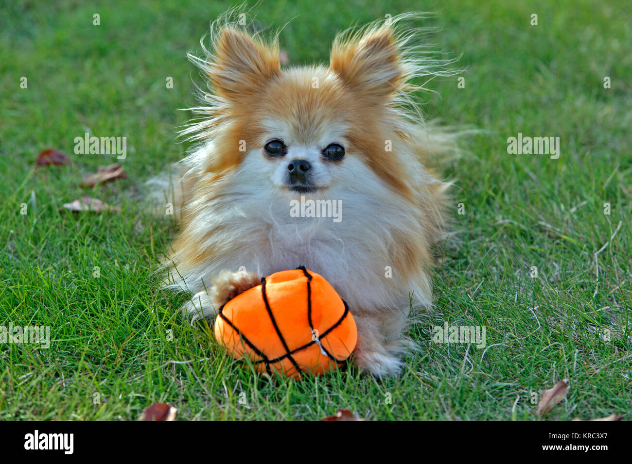 Pomeranian Dog laying in yard with toy Stock Photo