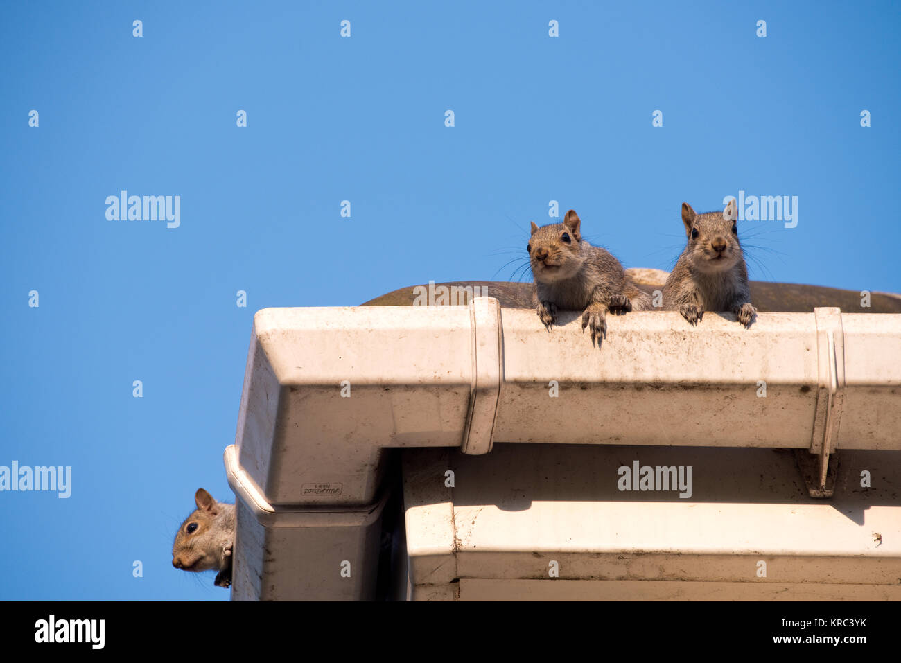 Three young squirrels on the roof peeking over the gutter as they leave their nest in the attic
