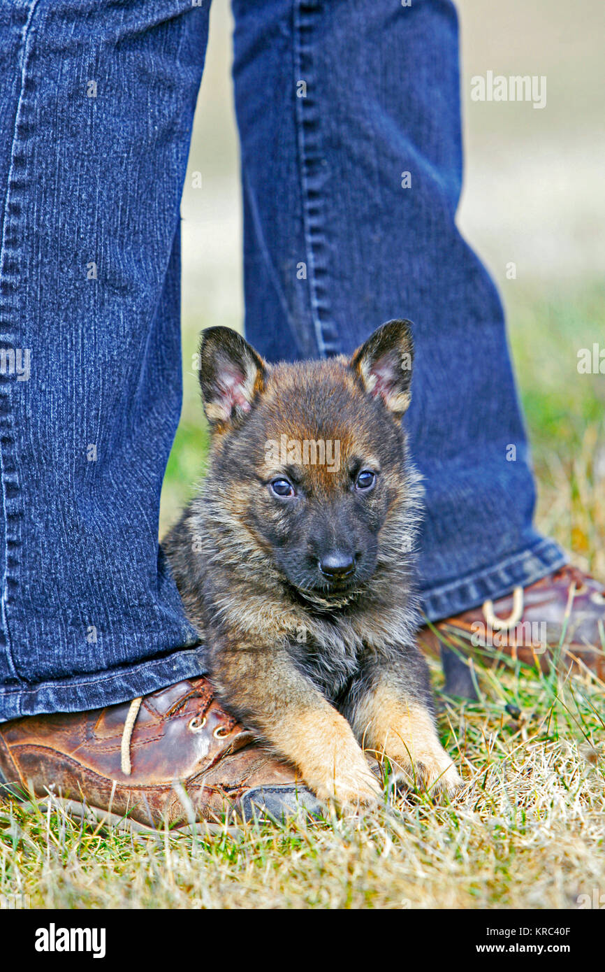 German Shepherd puppy cuddling on to human leg Stock Photo Alamy