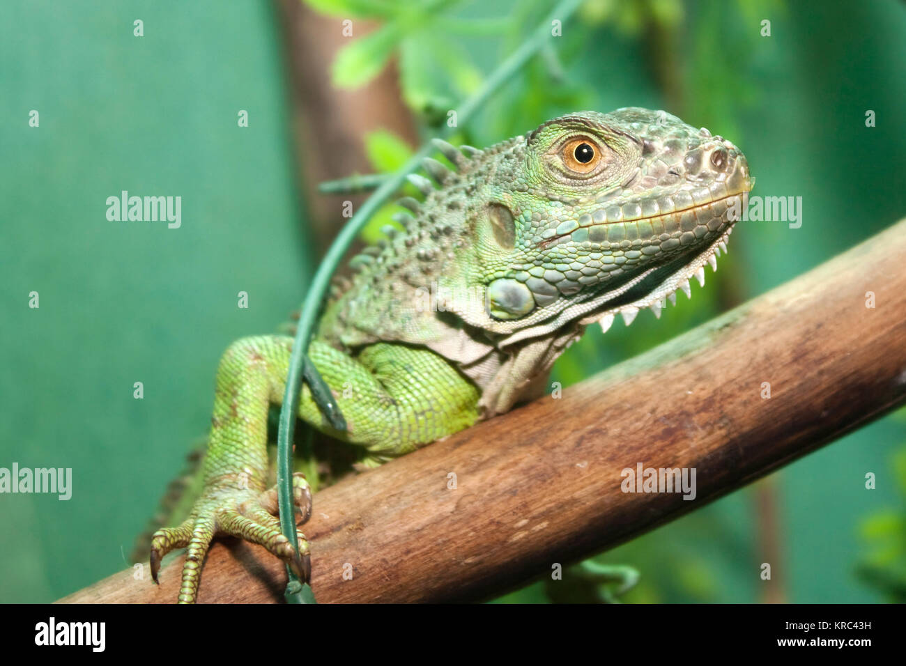 Reptile animal nature wildlife green iguana lizard Stock Photo - Alamy