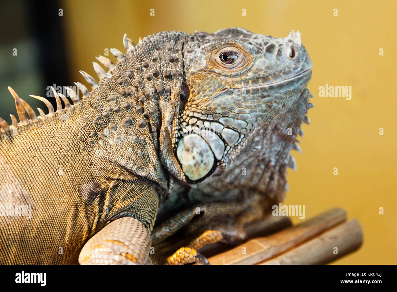 Reptile animal nature wildlife green iguana lizard Stock Photo - Alamy