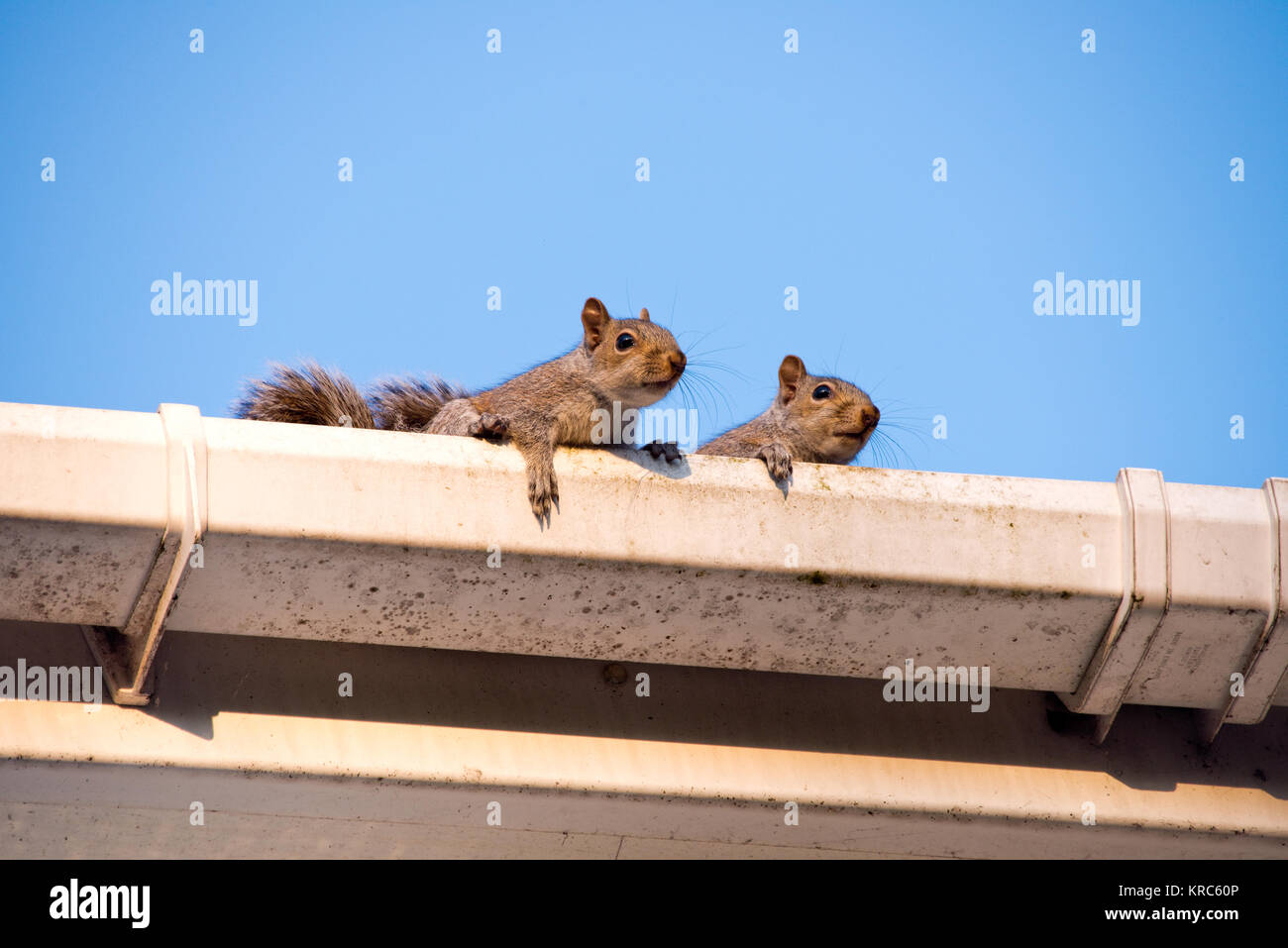 Two young squirrels on the roof peeking over the gutter as they leave