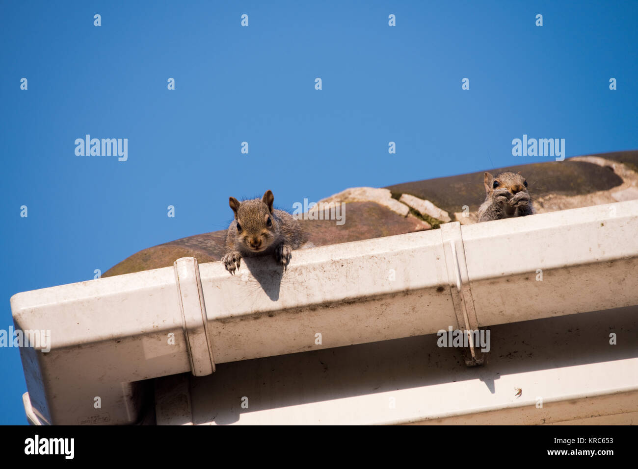 Two young squirrels on the roof peeking over the gutter as they leave