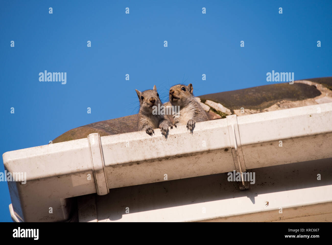 Two young squirrels on the roof peeking over the gutter as they leave