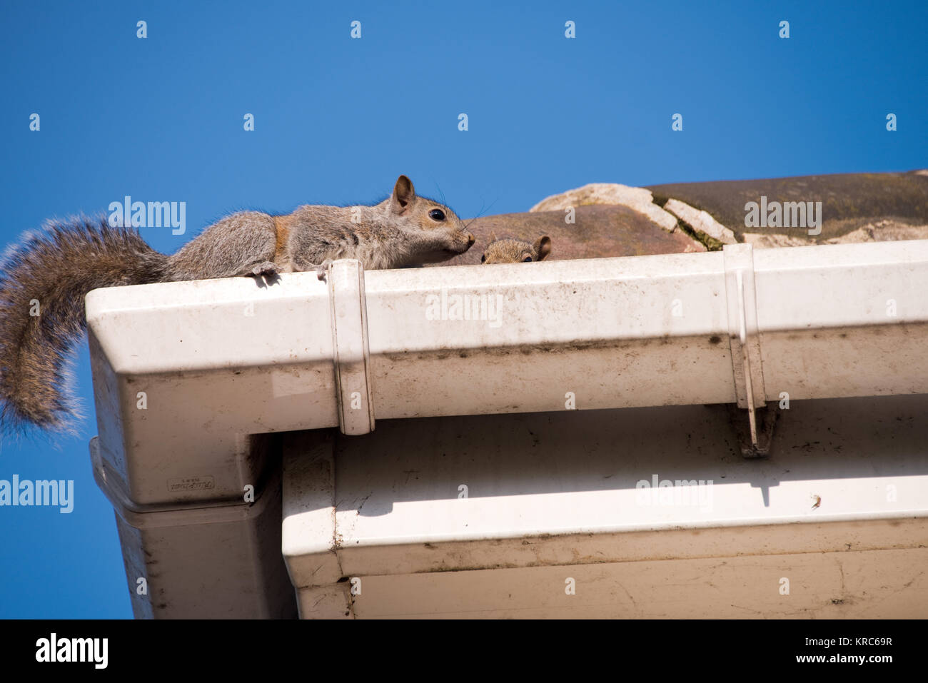Grey squirrels nest hires stock photography and images Alamy