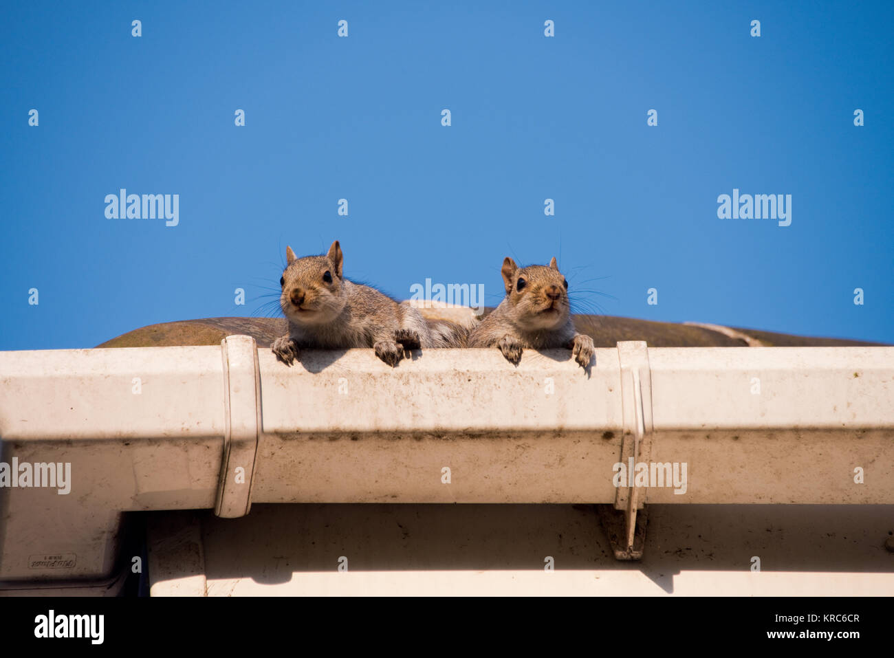 Two young squirrels on the roof peeking over the gutter as they leave