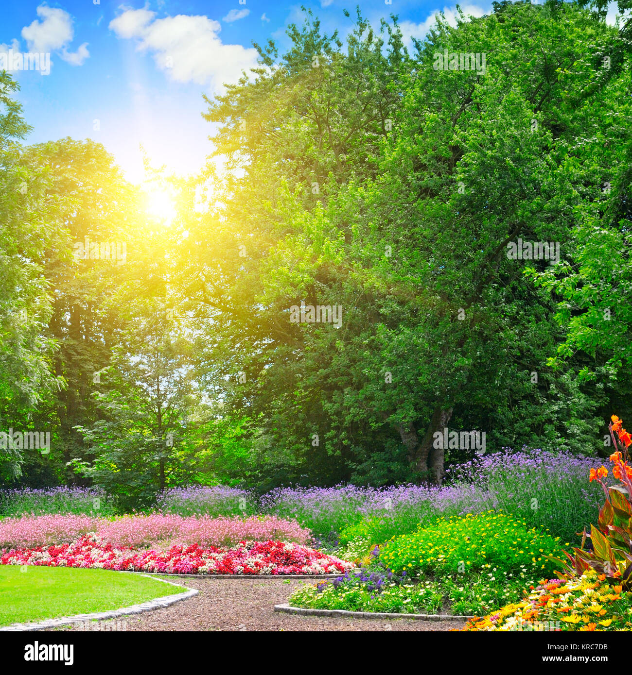summer park with colorful flower bed and sunrise on blue sky Stock ...