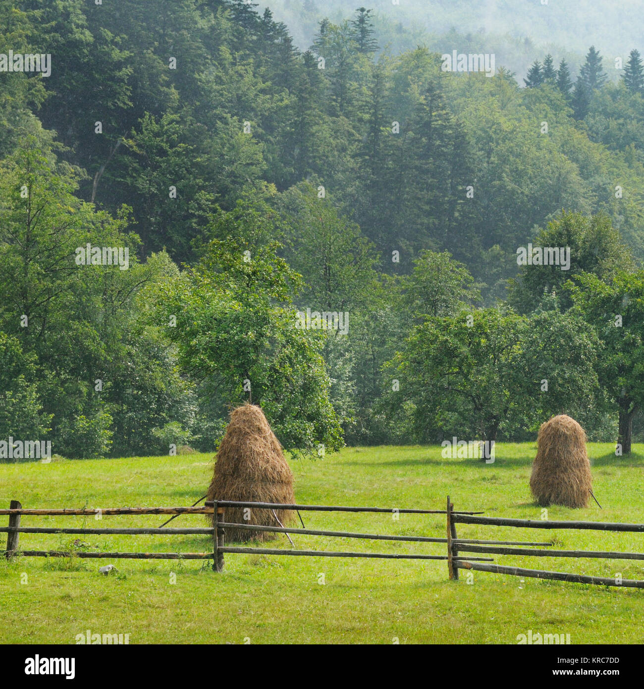 haystacks in the mountain valley of the Carpathian Mountains Stock