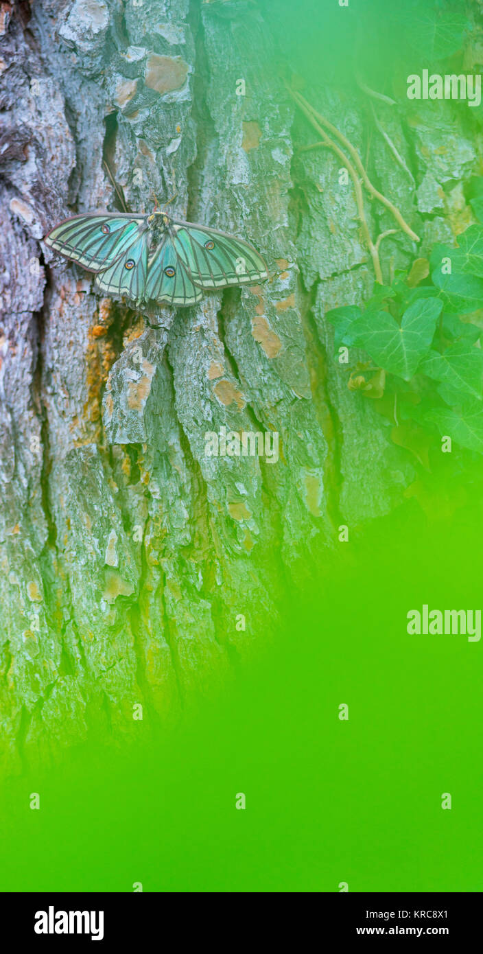 MARIPOSA ISABELINA - SPANISH MOON MOTH Spanish (Graellsia isabellae ...